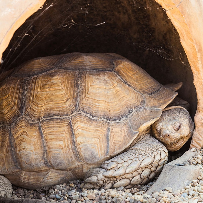 African Spurred Tortoise. Photo: Bigstock