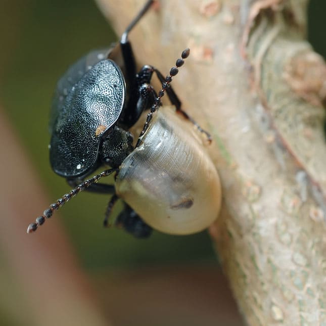 Carrion beetle on a branch eat up the remains of a snail shell.