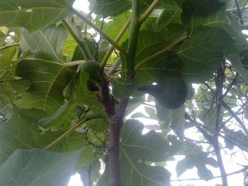 Fig Trees