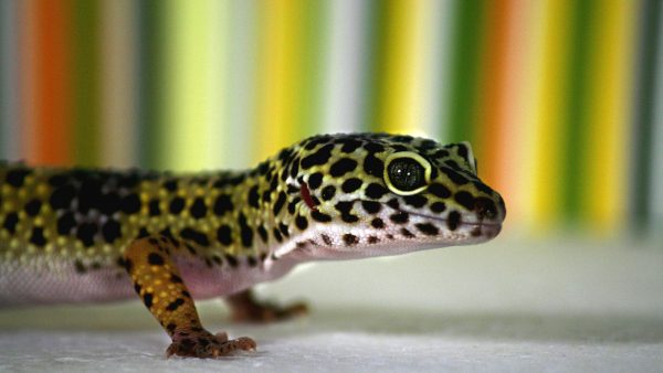 How do you Identify different types of geckos?