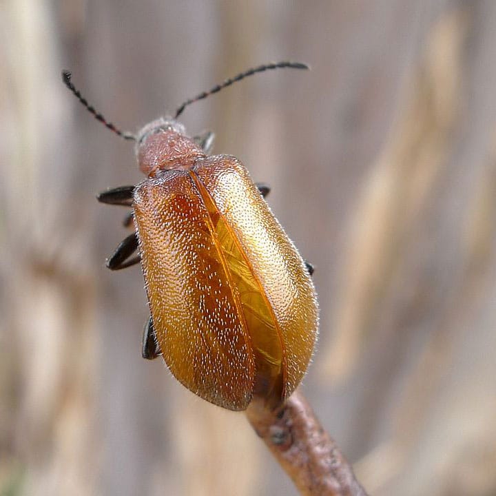  Metallic Wood-boring Beetle