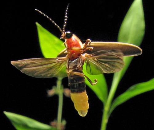 Photinus Pyralis Firefly