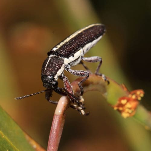  Primitive Weevil 