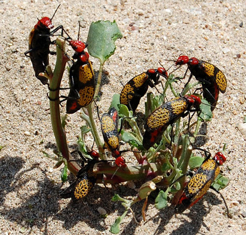 Iron Cross Blister Beetles