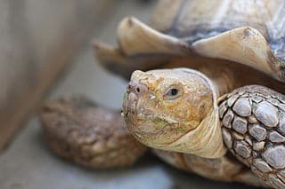 the_african_spurred_tortoise
