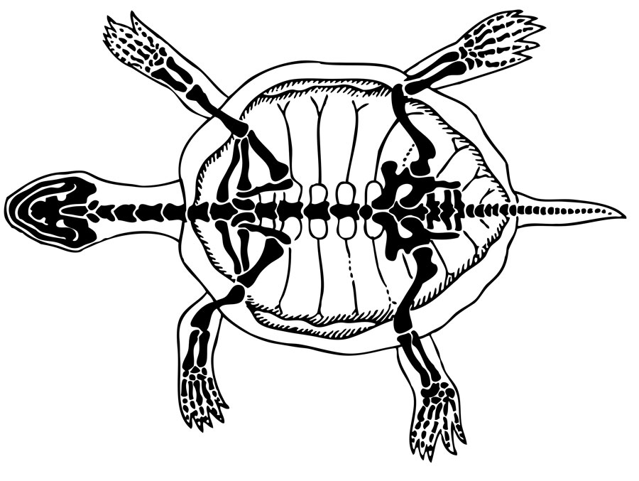 Anatomy of a Tortoise. Photo: Bigstock