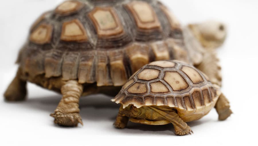 Two African Spurred Tortoises. Photo: Bigstock