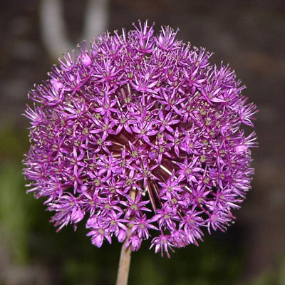 April Flowers: Allium
