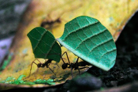 Fun article talks about what ants eat. They eat all sorts of things! Sweets, protein, more!