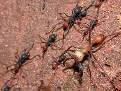 Detailed Article about Army Ants