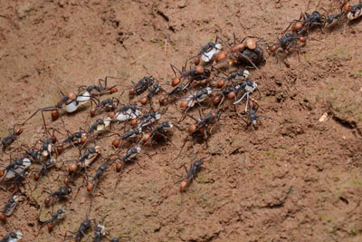 Detailed Article about Army Ants