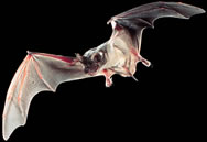 ALL ABOUT BATS: Brazilian Free-Tailed Bat Article
