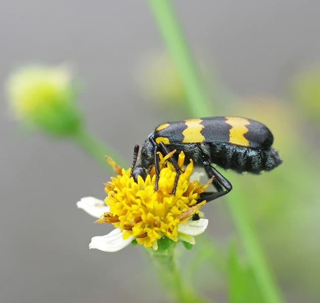 Blister Beetle Eating Flower