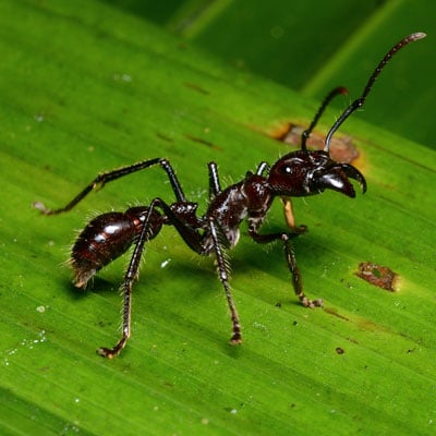 Fun article talks about what ants eat. They eat all sorts of things! Sweets, protein, more