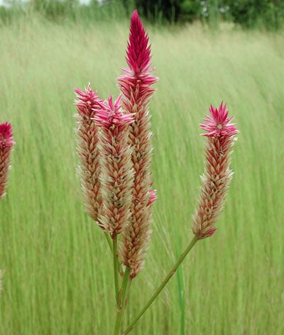June Flowers: Celosia