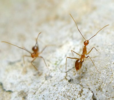 Fun article talks about what ants eat. They eat all sorts of things! Sweets, protein, more