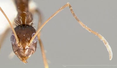 Detailed Article about Crazy Ants