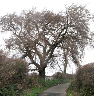 Elm Tree