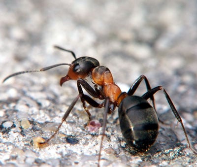 Detailed Article about Field Ants