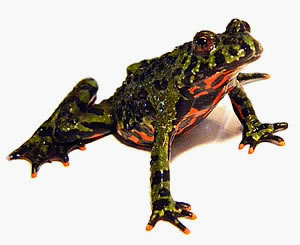 Complete Fire Bellied Toad kits for sale here. We have LIVE healthy adult Fire Bellied Toads sold with a toad habitat. Great pet toad for beginners shipped right to your door.