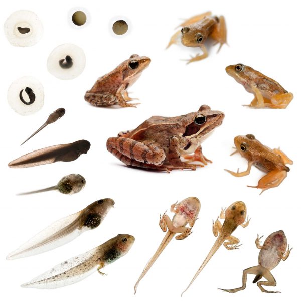 frogs-lifecycle