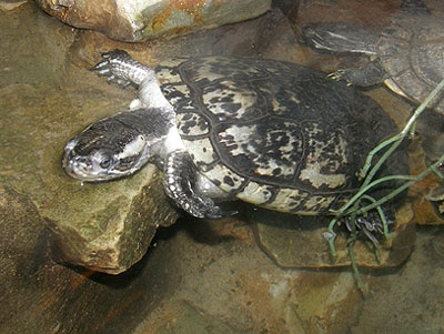 Jamaican Slider Turtle