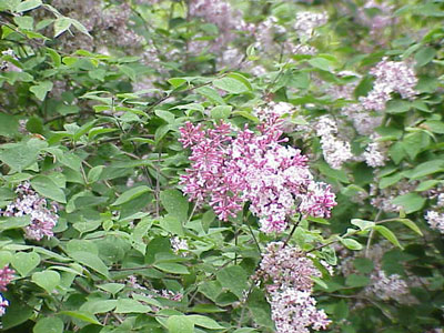 May Flowers: Lilacs