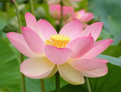 Spring Flowers: Lotus