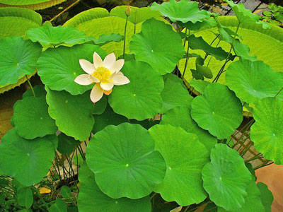 Spring Flowers: Lotus