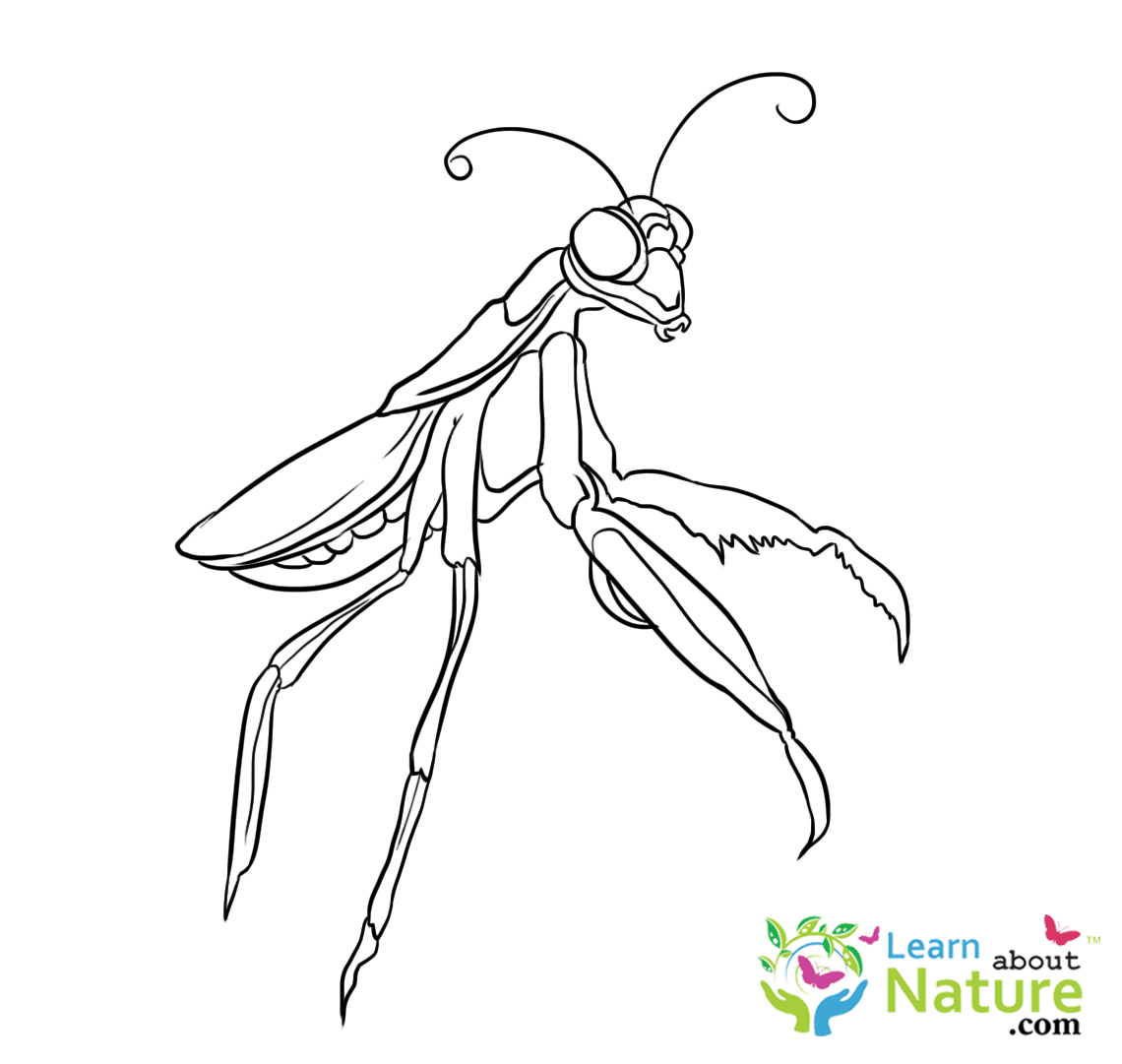 mantis coloring pages - photo #18