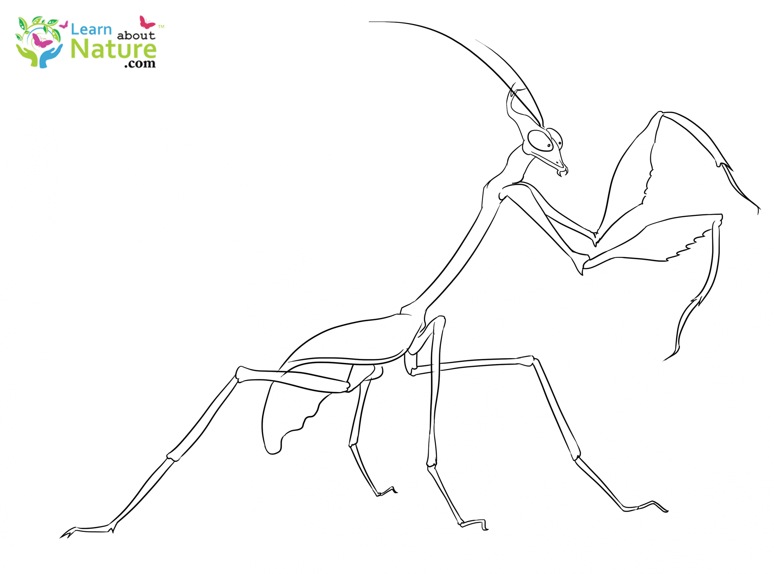 mantis coloring pages - photo #35