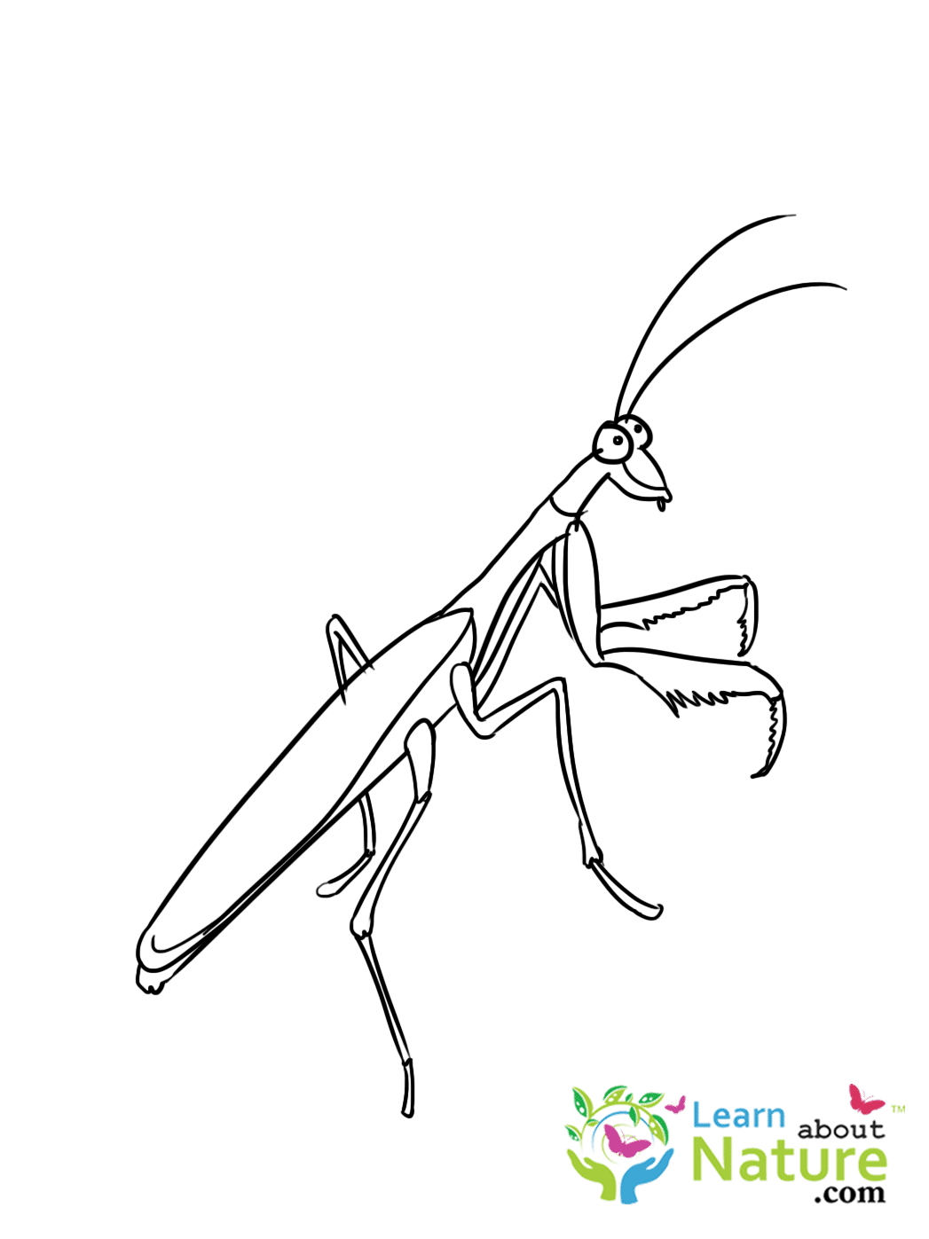 mantis coloring pages - photo #25