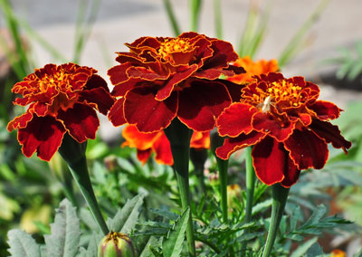April Flowers: Marigolds