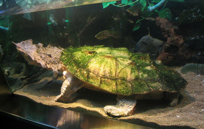 Mata Mata Turtles