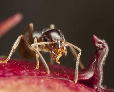 Detailed Article about Pharaoh Ants