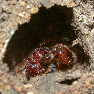 Detailed Article about Queen Ants