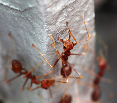 Detailed Article about Red Ants