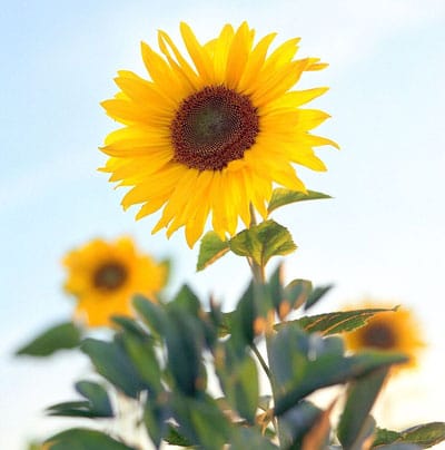 July Flowers: Sunflowers