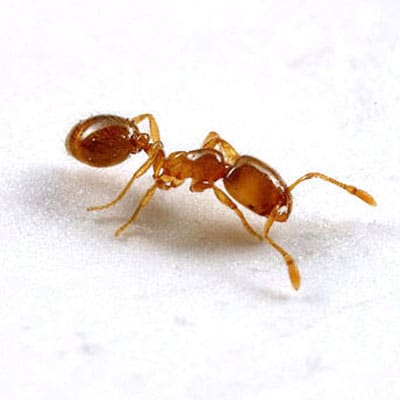 Detailed Article about Thief Ants
