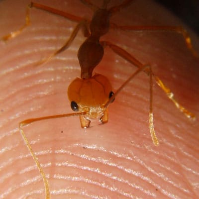 Detailed Article about Weaver Ants Biology