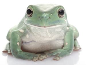 Complete Whites Tree Frog Care Sheet with color pictures and lots of White's frog facts. Great pet frog for beginners.