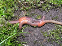 Worms mating