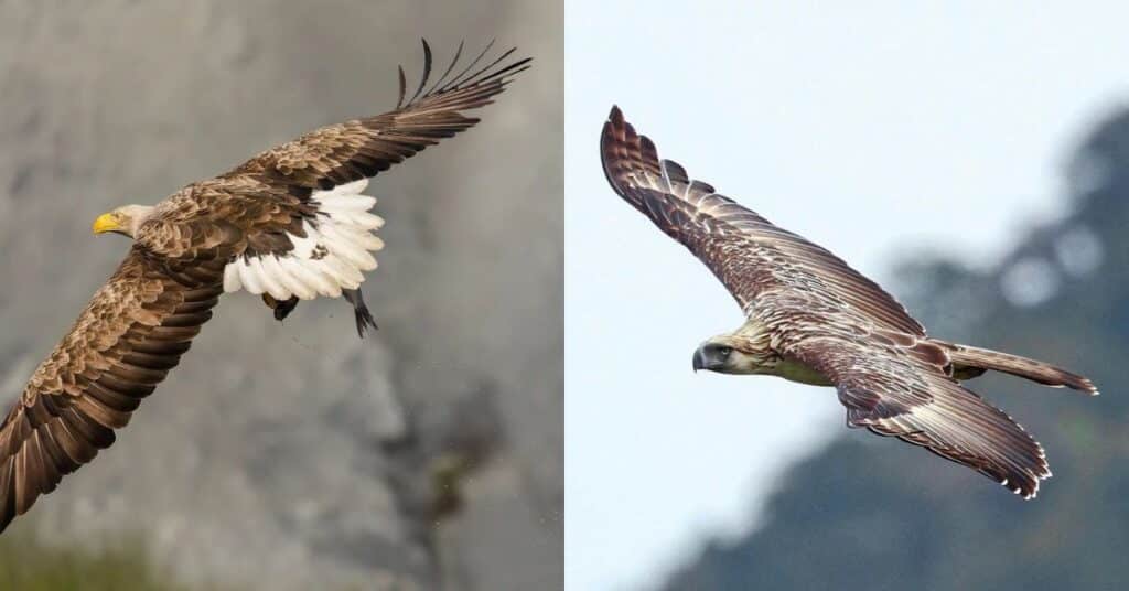 10 Biggest Eagles in the World