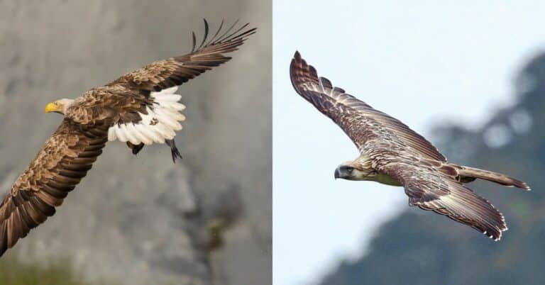 10 Biggest Eagles in the World – Overview of Fearsome Raptors
