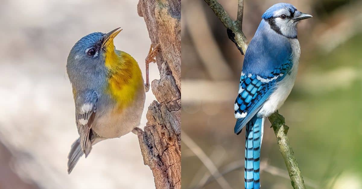 10 Types of Bluebird