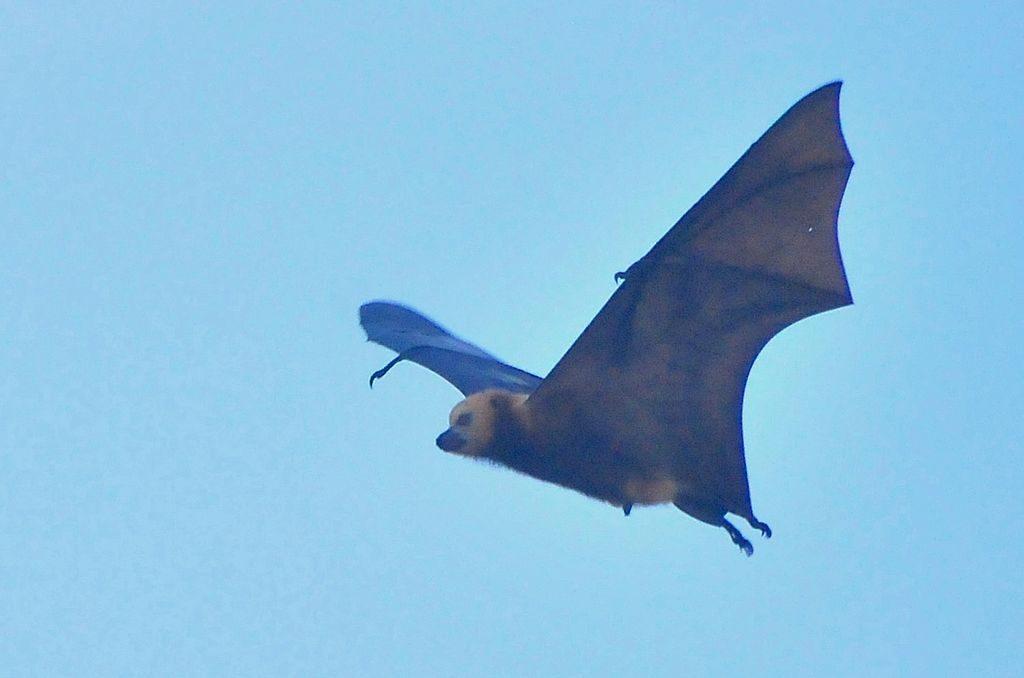 bat