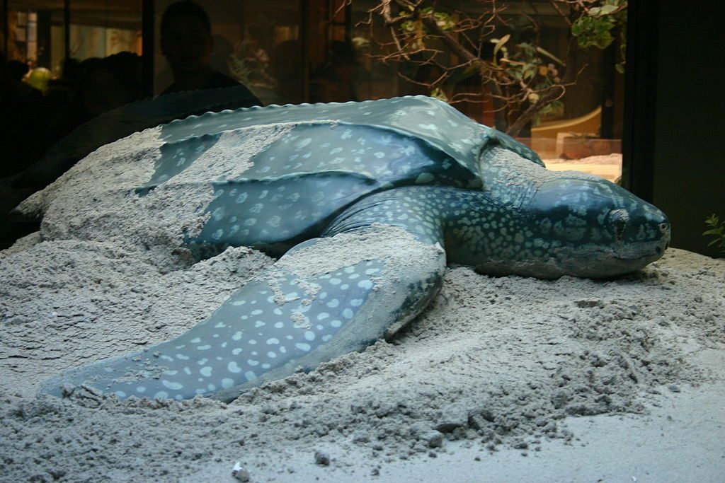 Leatherback Turtle