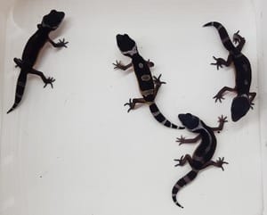 Baby Black Night Leopard Geckos