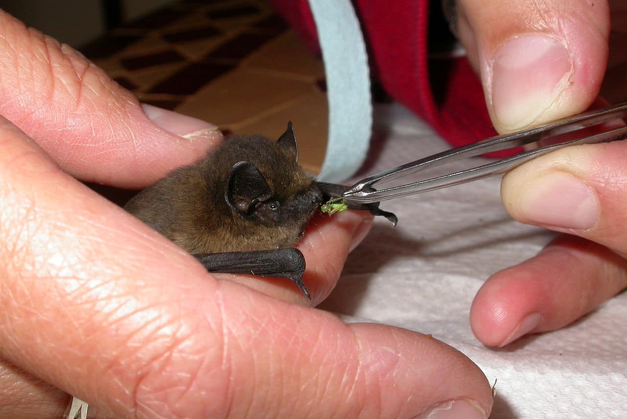 Pipistrelle Bat Being Fed a Grasshopper With Forceps