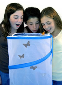 These kids got to observe live Painted Lady caterpillars turn into Butterflies